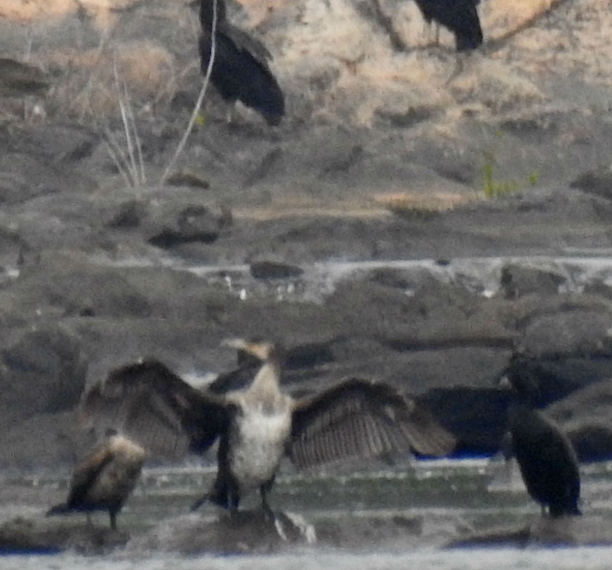 Great Cormorant - ML93648921