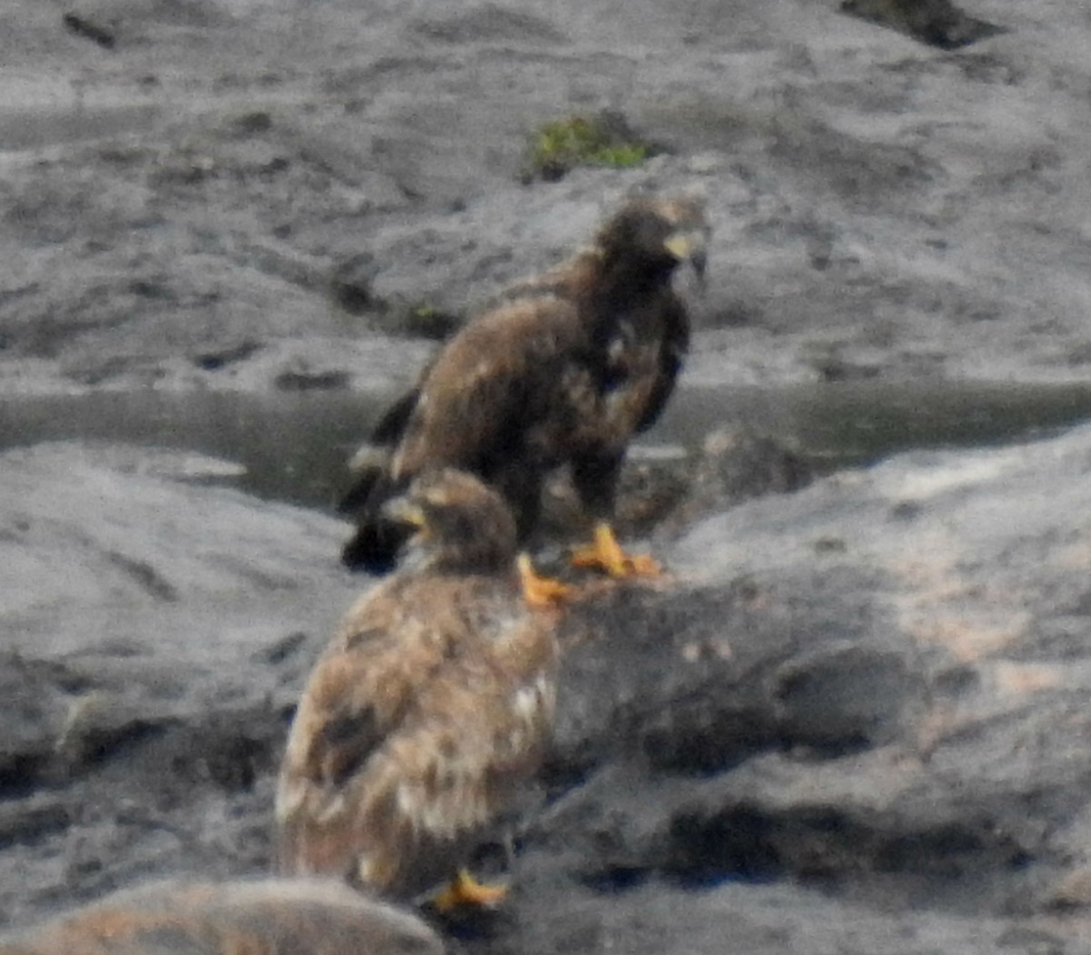 Bald Eagle - ML93648961