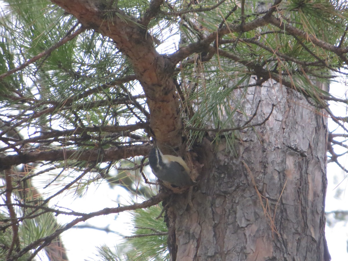 Red-breasted Nuthatch - ML93649681