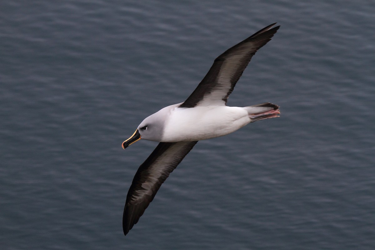 Gray-headed Albatross - Fabio Olmos