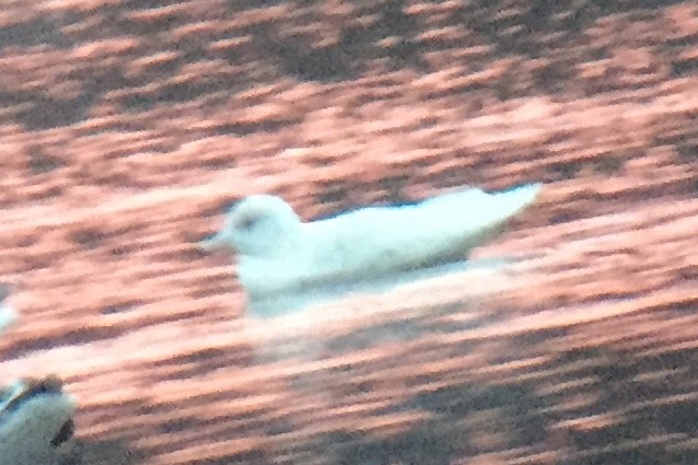 Glaucous Gull - ML93650291