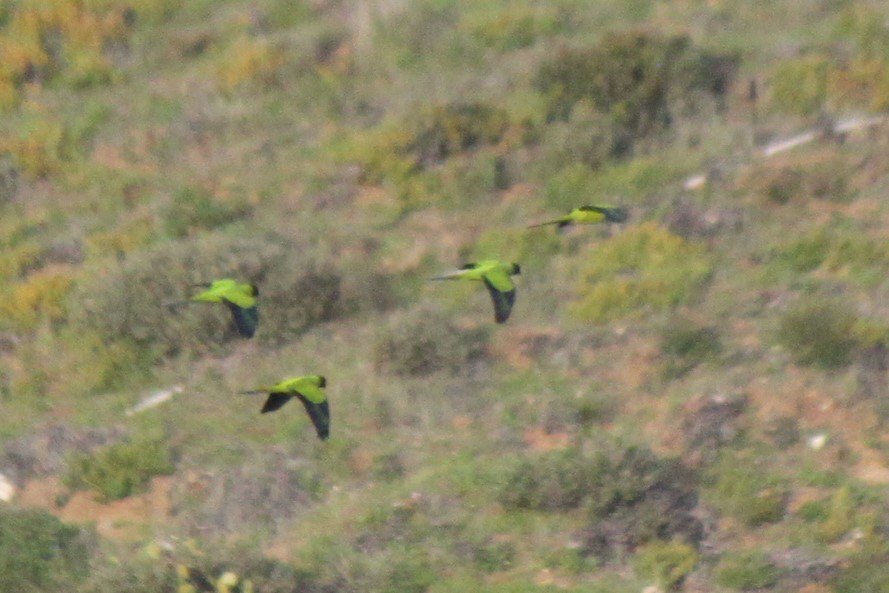 Nanday Parakeet - ML93650421