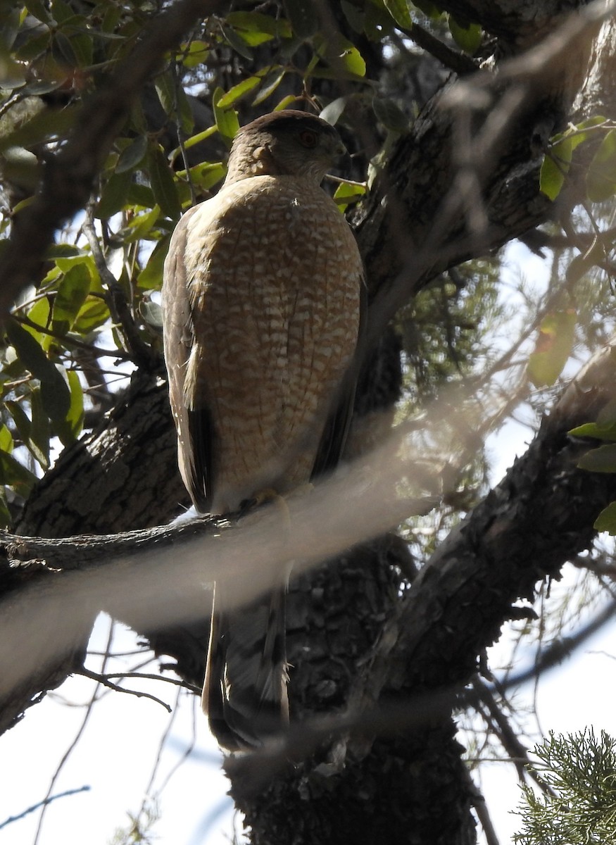 Cooper's Hawk - ML93651681