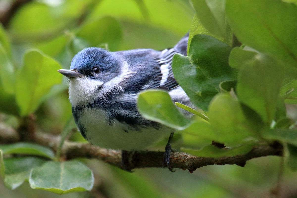 Cerulean Warbler - Mark Scheuerman