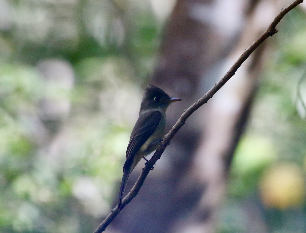 Cuban Pewee - karyl gabriel