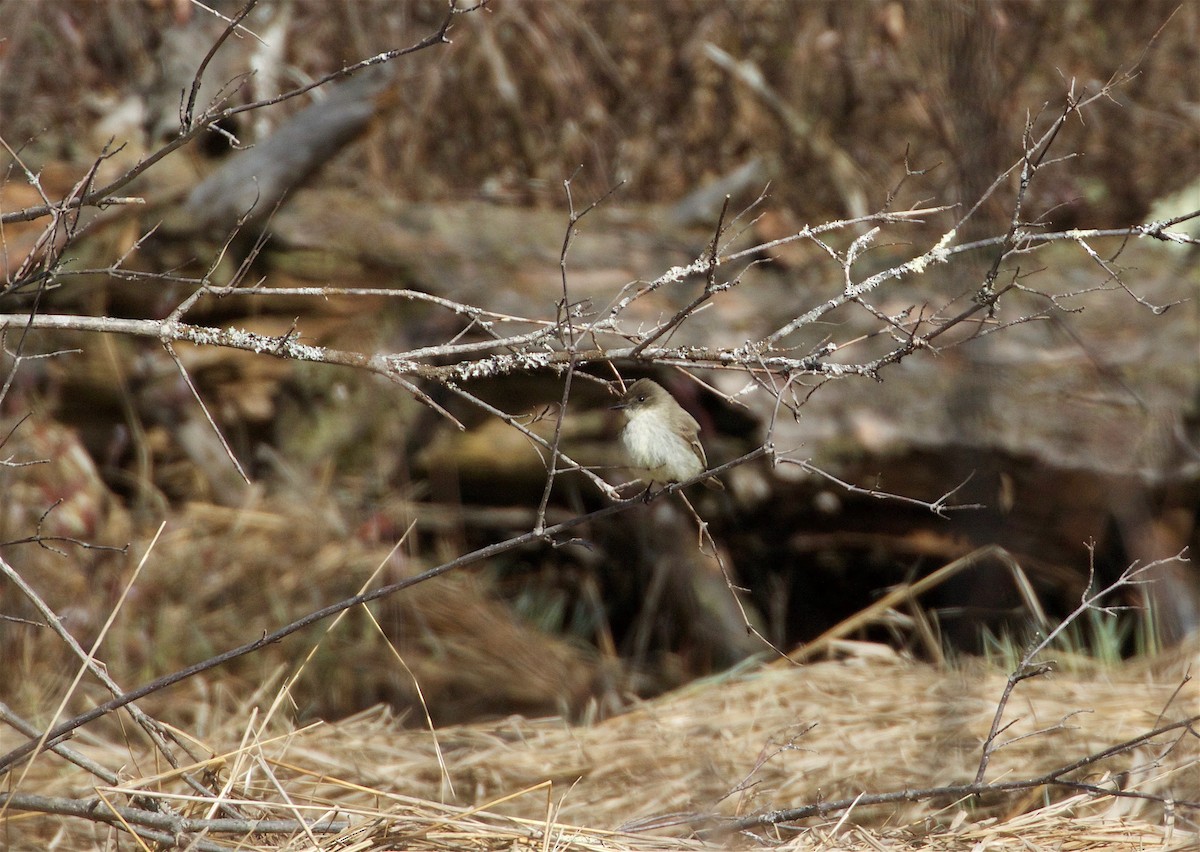 Eastern Phoebe - ML93654581