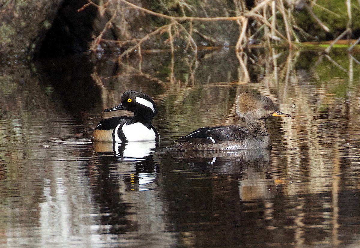 Hooded Merganser - ML93654741