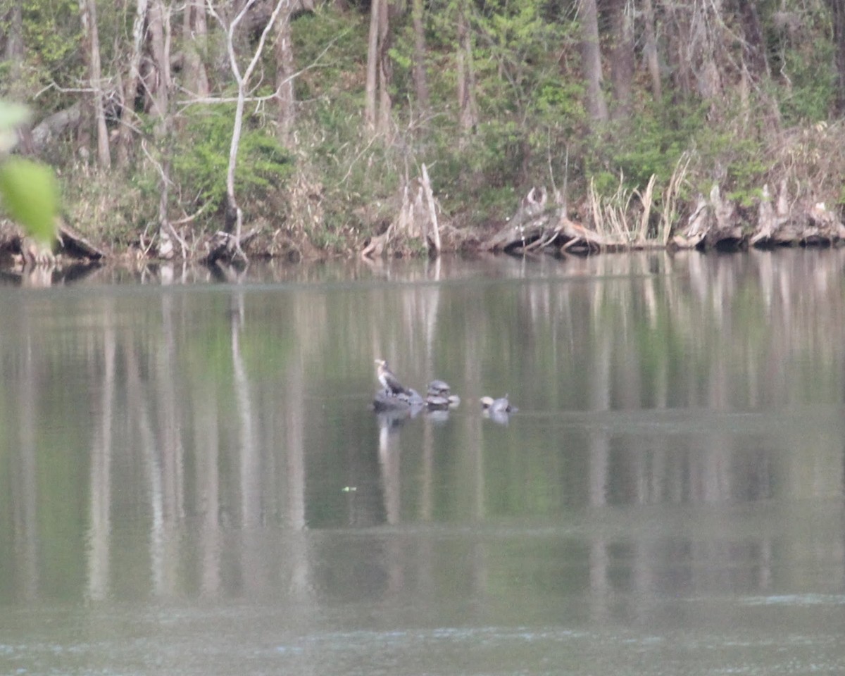 Great Cormorant - ML93657011