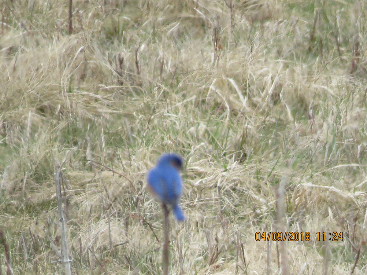 Eastern Bluebird - ML93657031