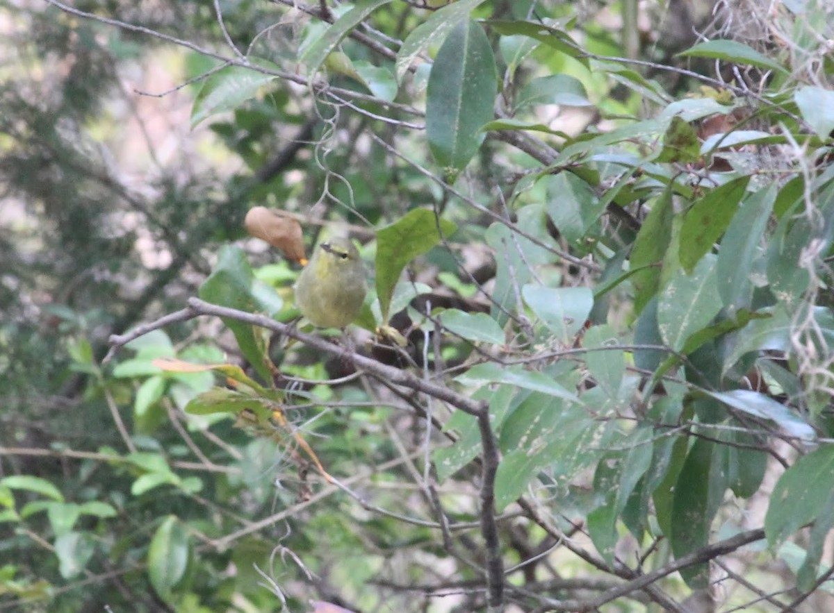 Orange-crowned Warbler - ML93657251