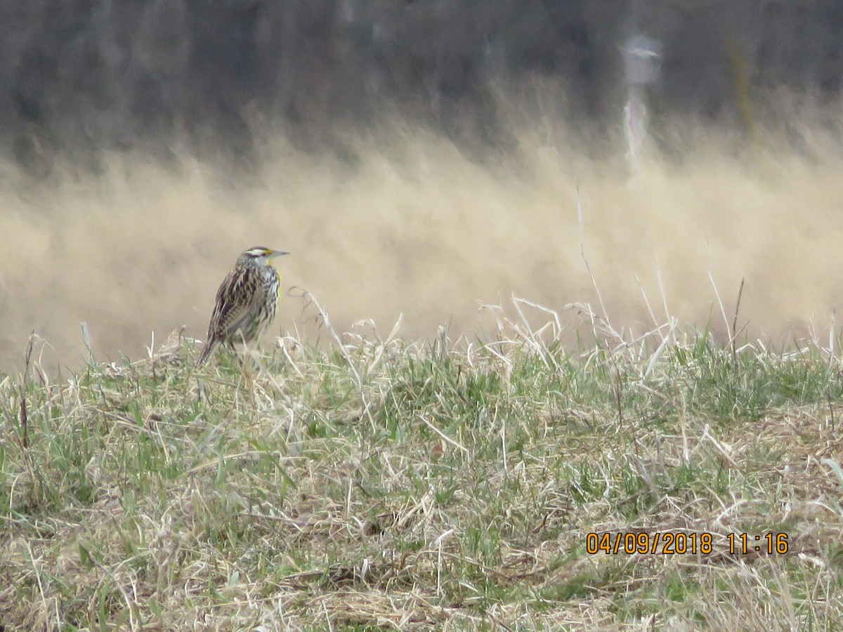 Eastern Meadowlark - ML93657391