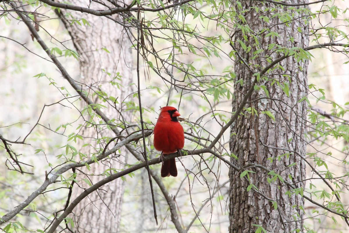 Northern Cardinal - Wes Hatch