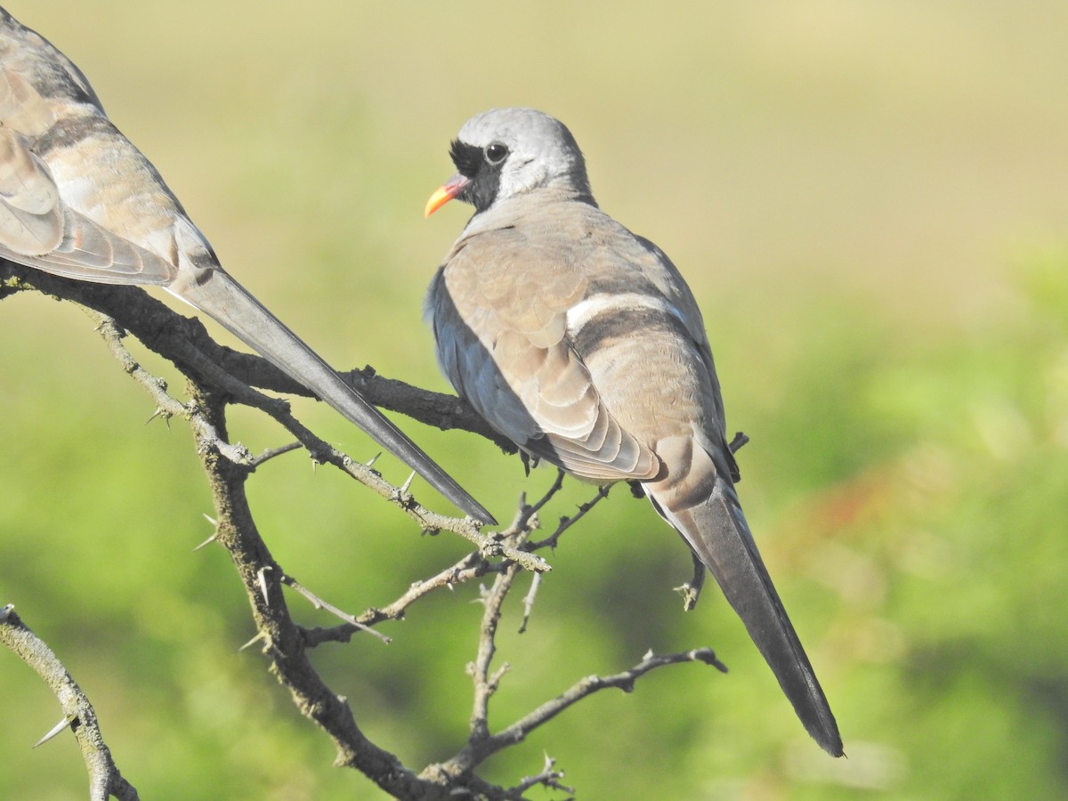 Namaqua Dove - ML93658601