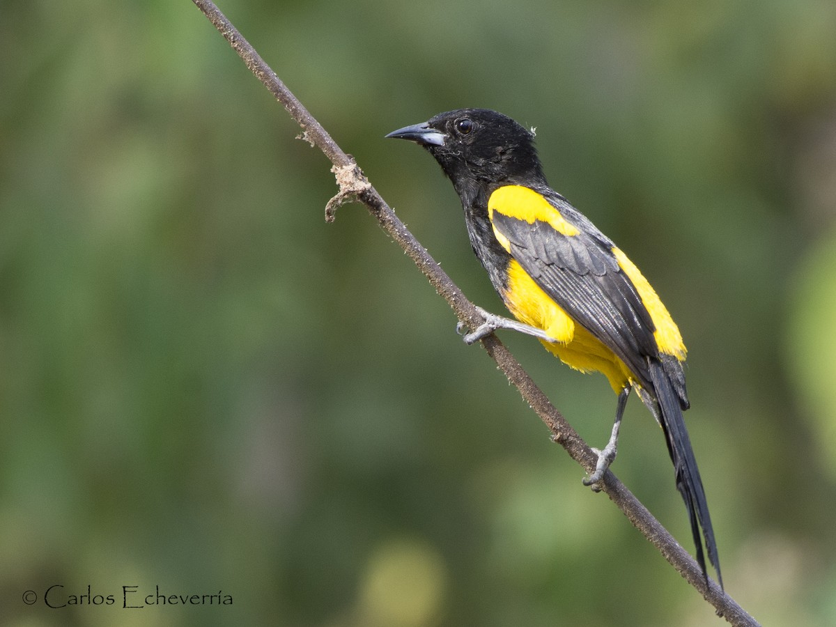 Black-cowled Oriole - ML93658711