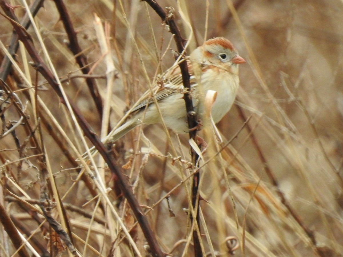 Field Sparrow - ML93658761