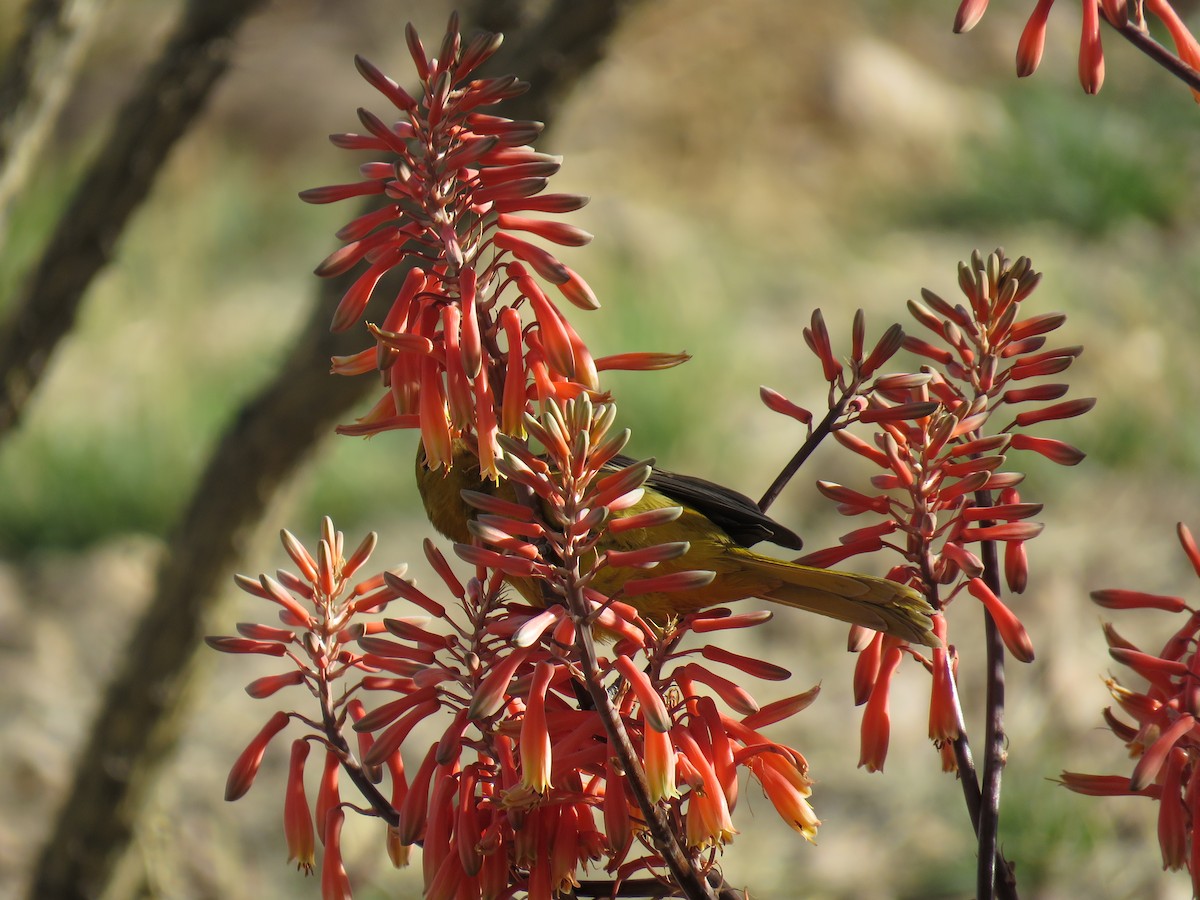 Oriole masqué - ML93659091