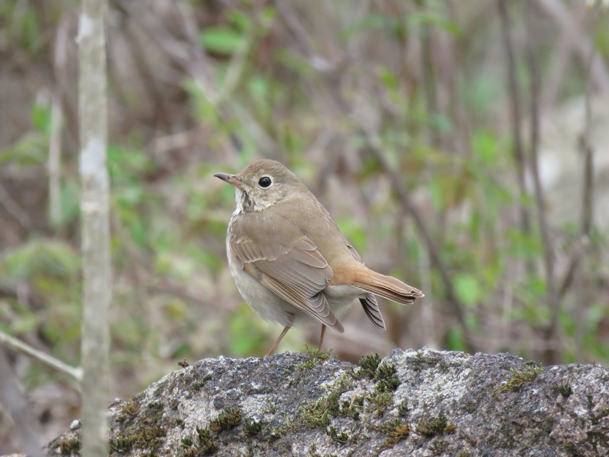 Hermit Thrush - ML93659291