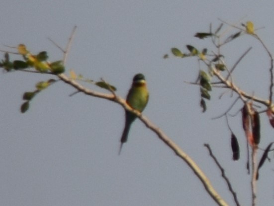 Blue-tailed Bee-eater - S M  SUNDARAM