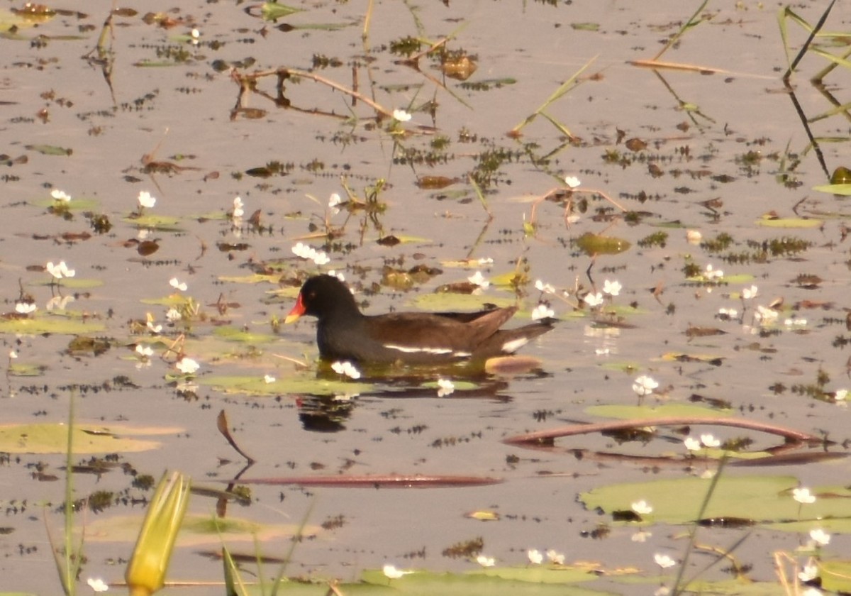 Eurasian Moorhen - ML93660641