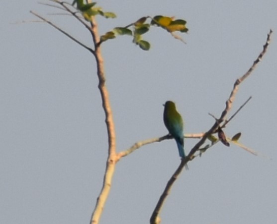 Blue-tailed Bee-eater - ML93660771