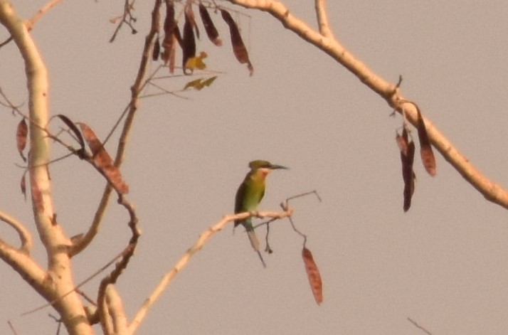 Blue-tailed Bee-eater - ML93660801