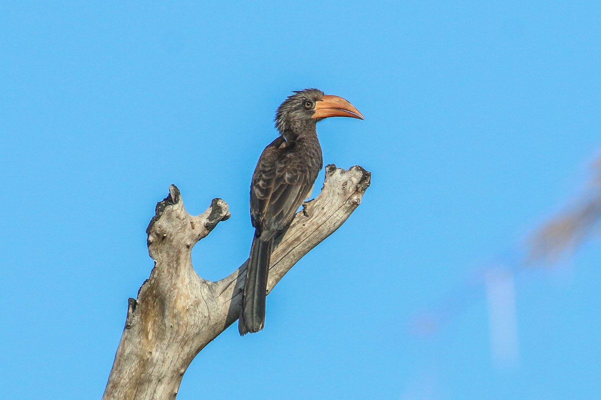 Crowned Hornbill - ML93661101