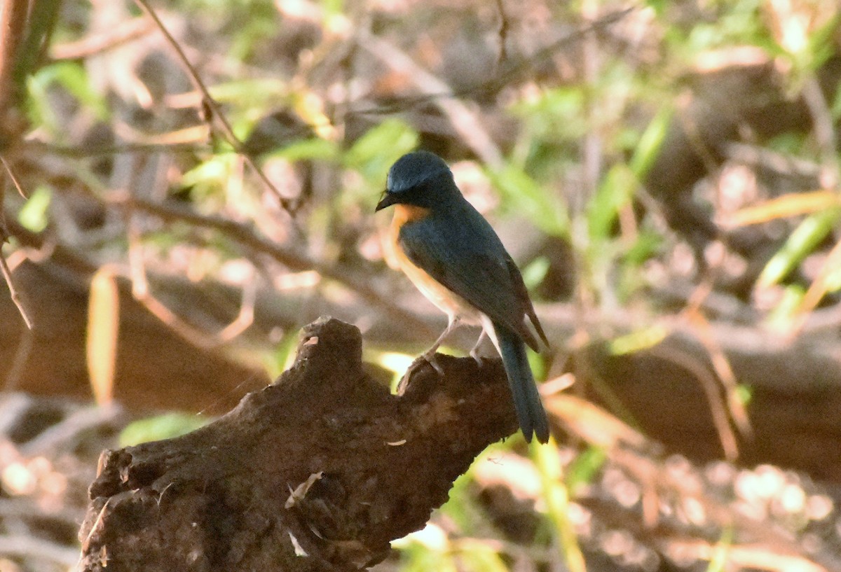 Tickell's Blue Flycatcher - ML93661771