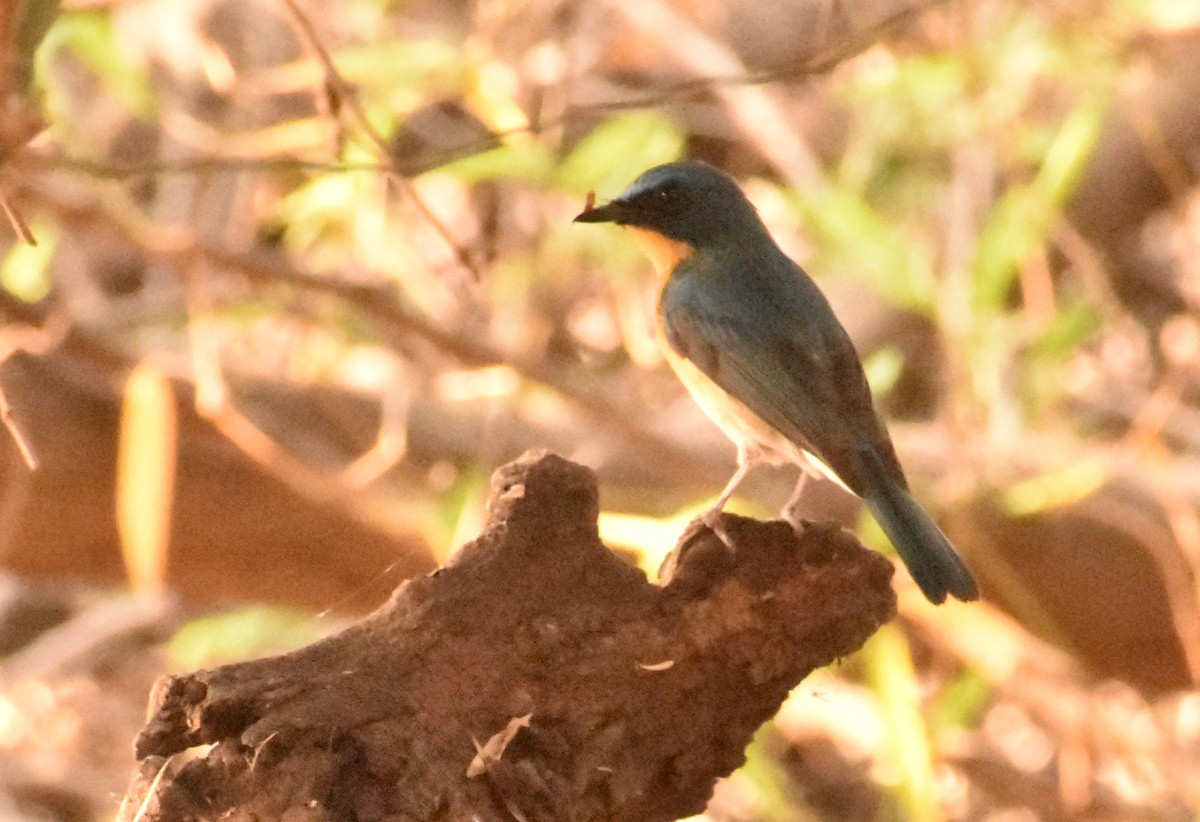 Tickell's Blue Flycatcher - ML93661801