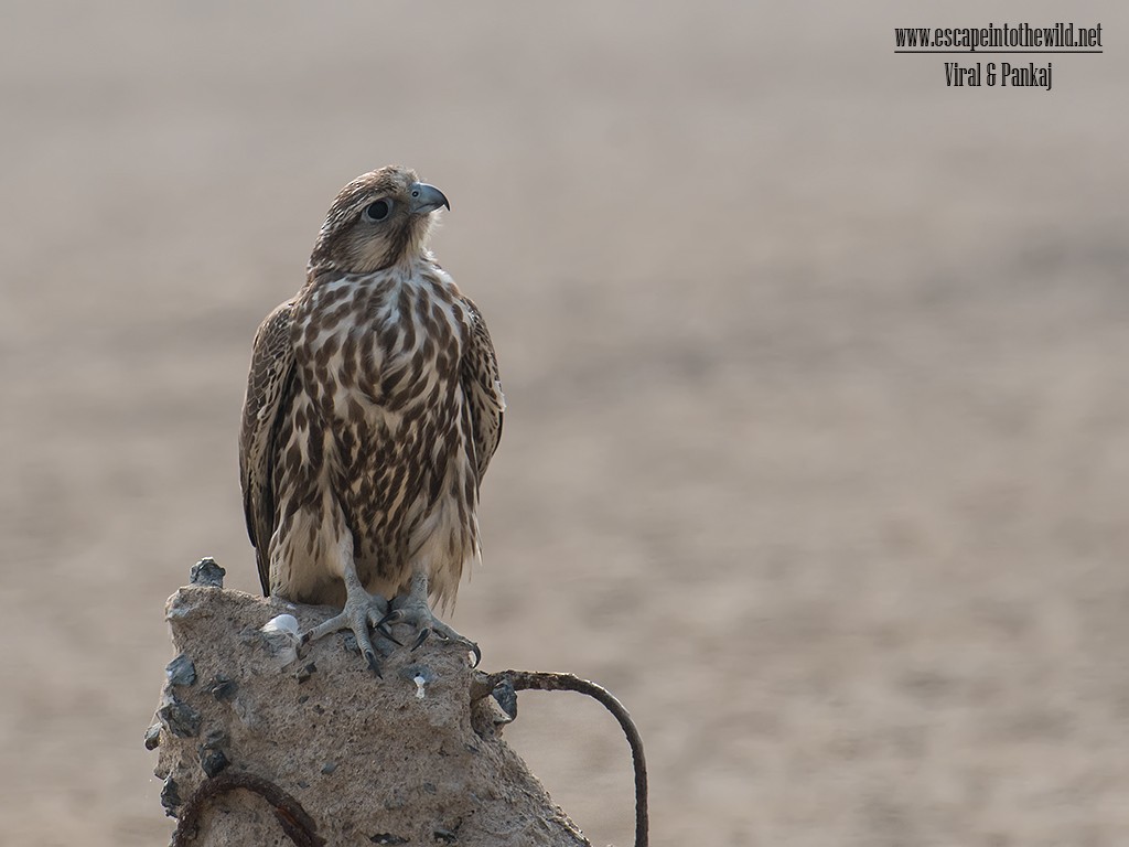 Saker Falcon - ML93662321