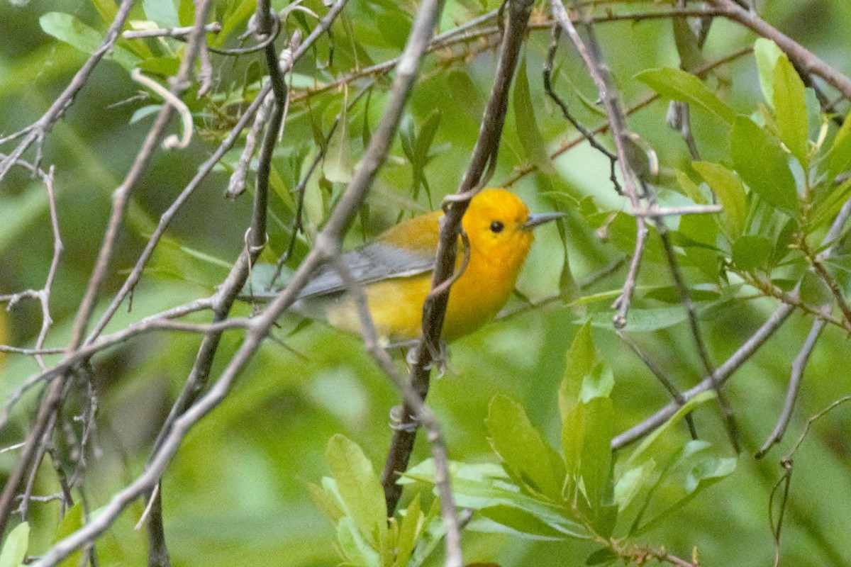 Prothonotary Warbler - ML93663121