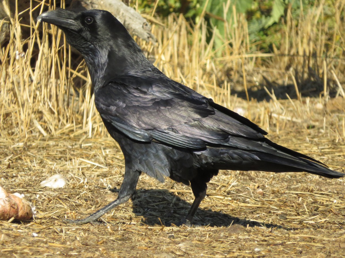 Common Raven - ML93663461