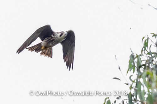 Peregrine Falcon - Maartje Musschenga