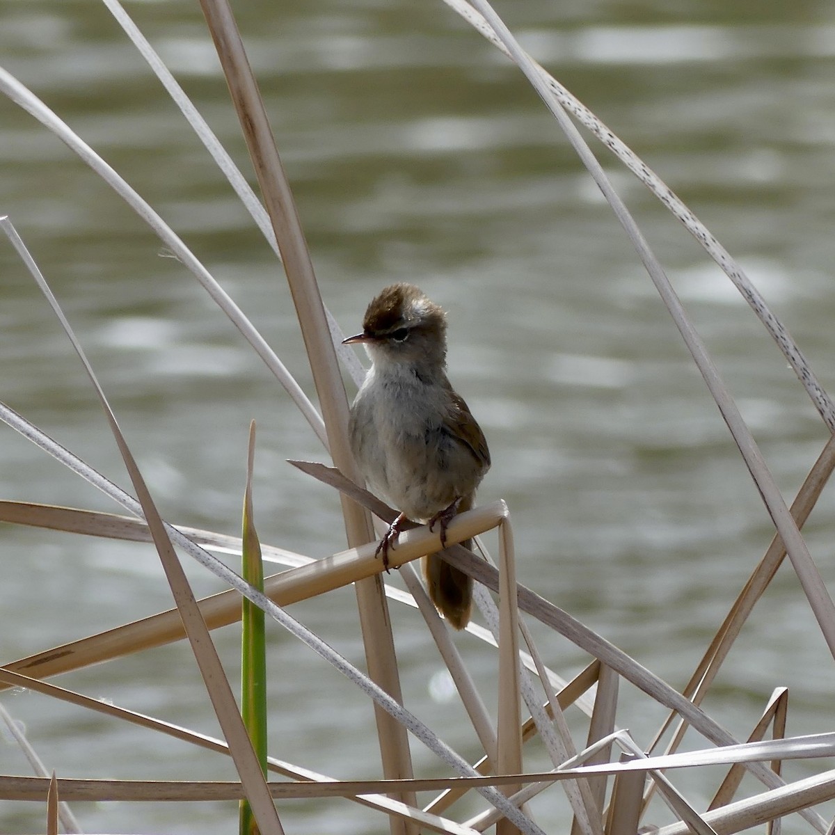 Cetti's Warbler - ML93665321