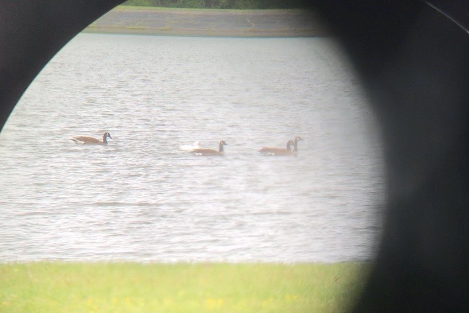 Ross's Goose - ML93665341