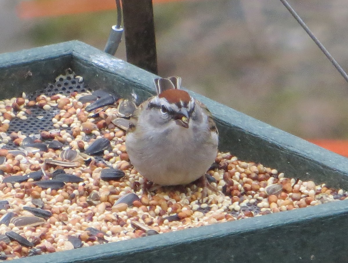 Chipping Sparrow - ML93665861