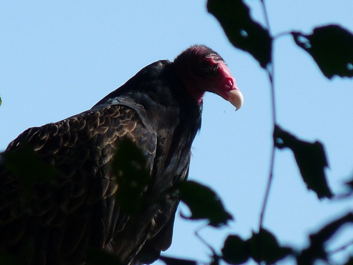 Turkey Vulture - ML93671541