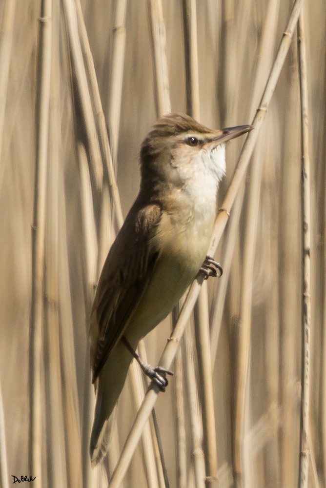 Great Reed Warbler - ML93671981