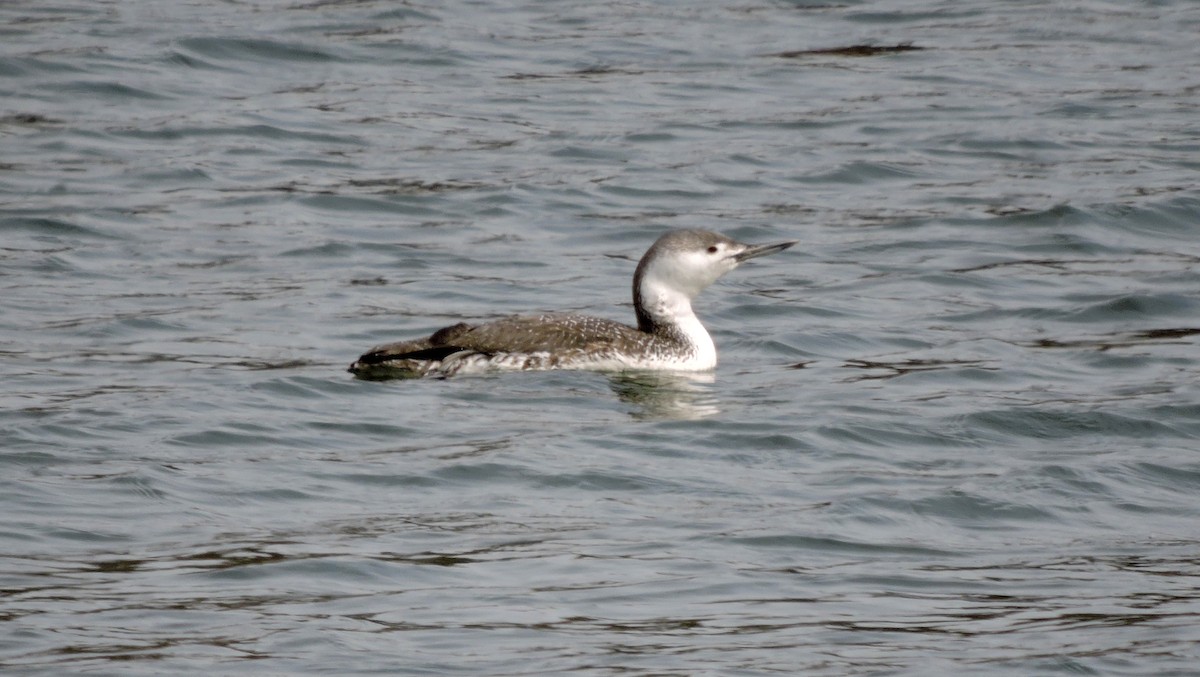 Red-throated Loon - ML93673111