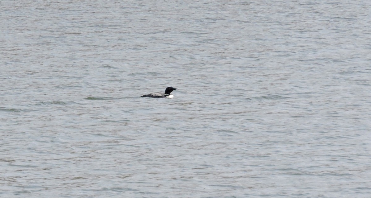 Common Loon - ML93673161