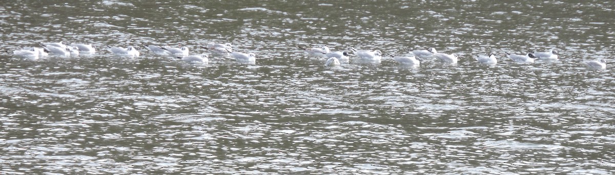 Bonaparte's Gull - ML93673381