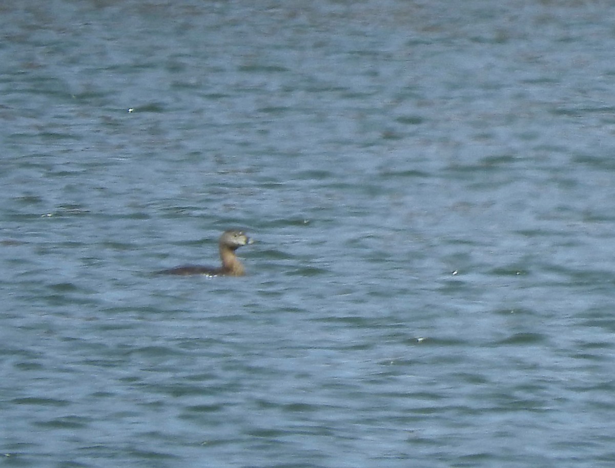 Pied-billed Grebe - ML93674541