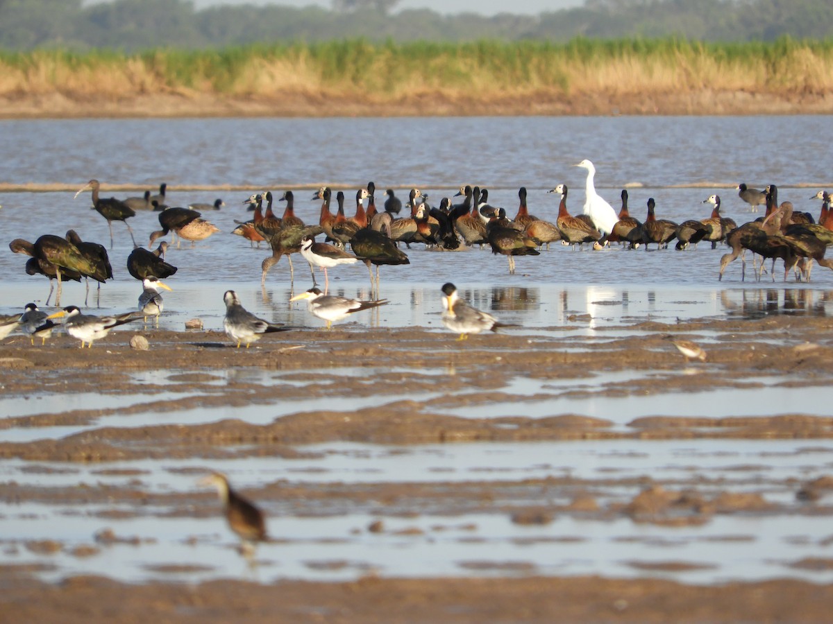 White-faced Whistling-Duck - Silvia Enggist