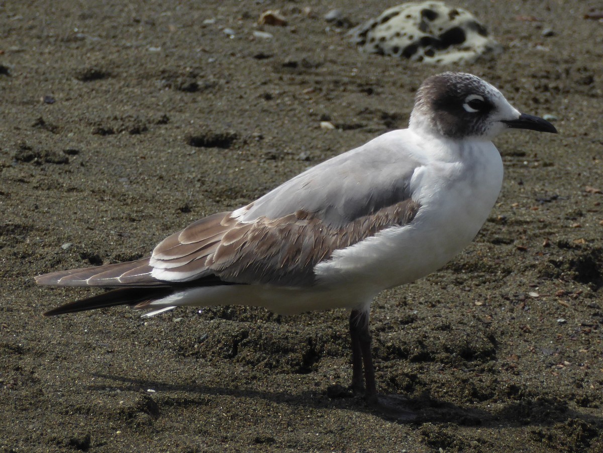 Franklin's Gull - ML93674811