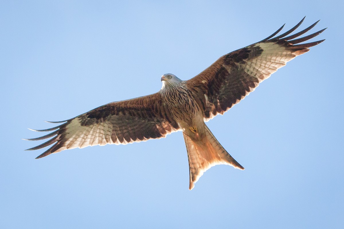 Red Kite - ML93676061