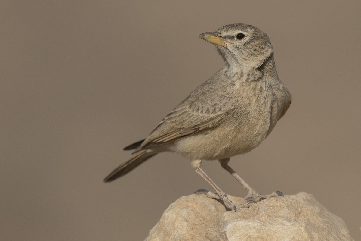 Desert Lark - Jacob Drucker