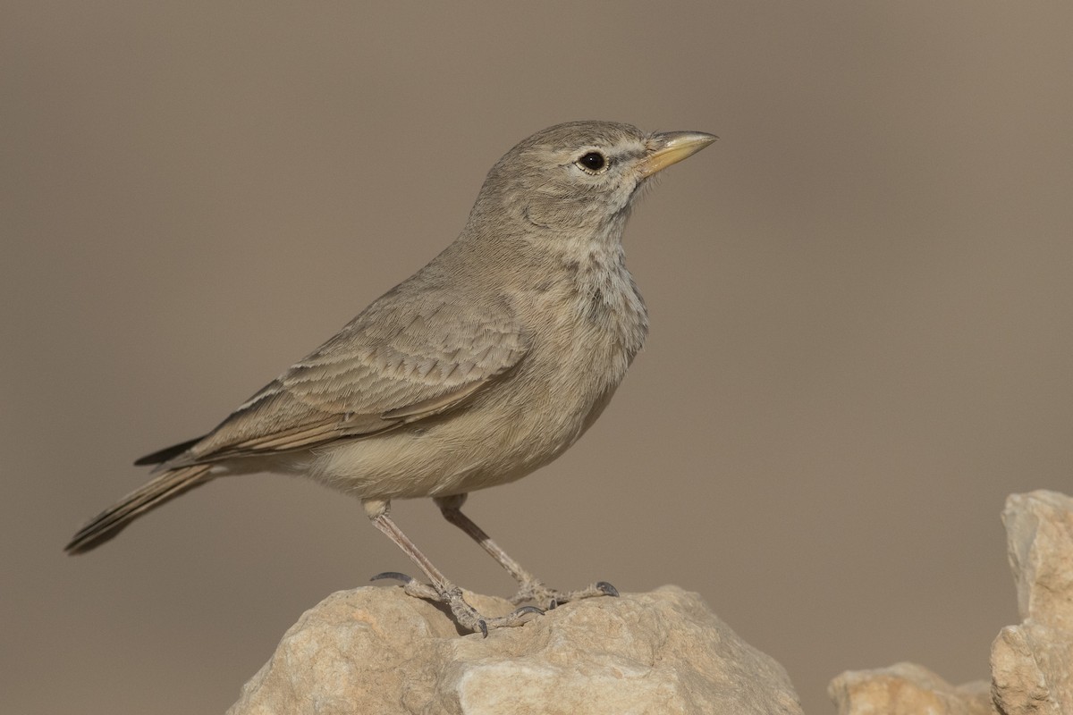 Desert Lark - Jacob Drucker