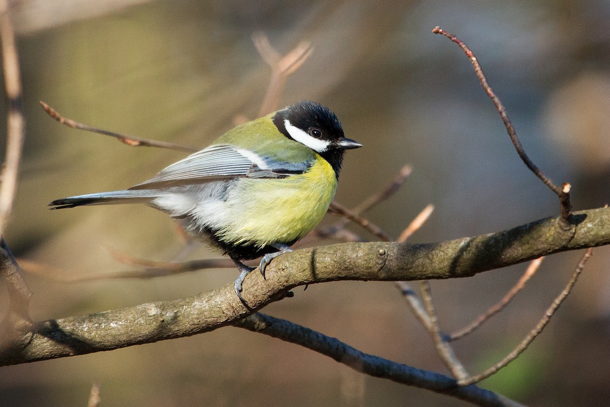 Great Tit - Alistair Walsh