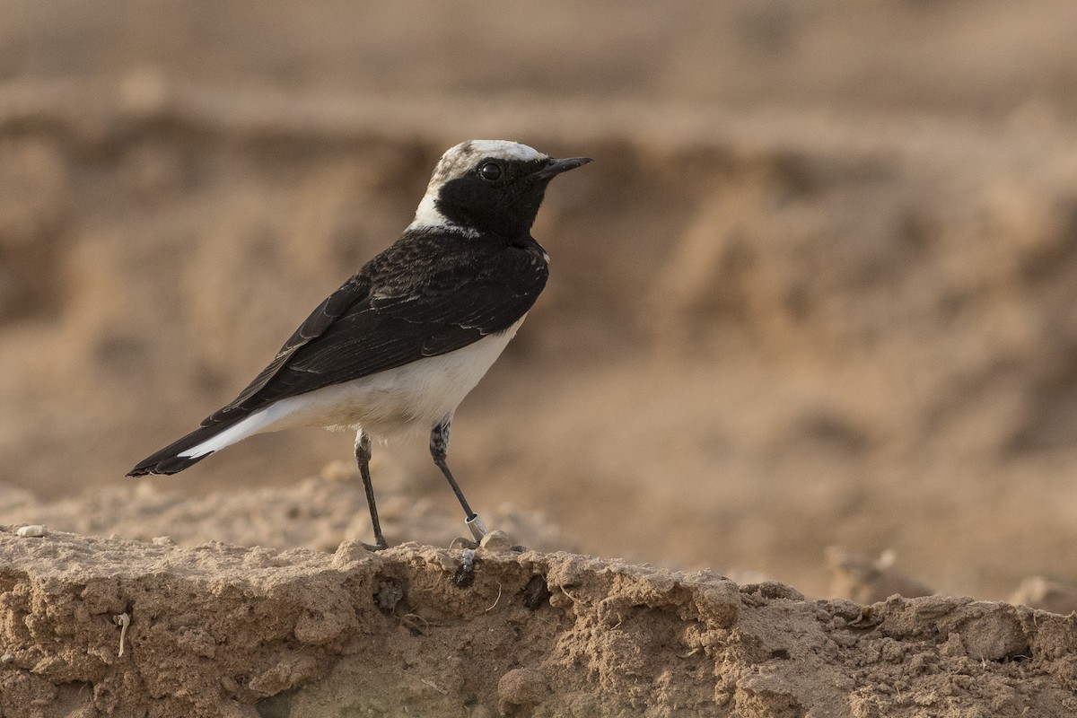 Pied Wheatear - Jacob Drucker