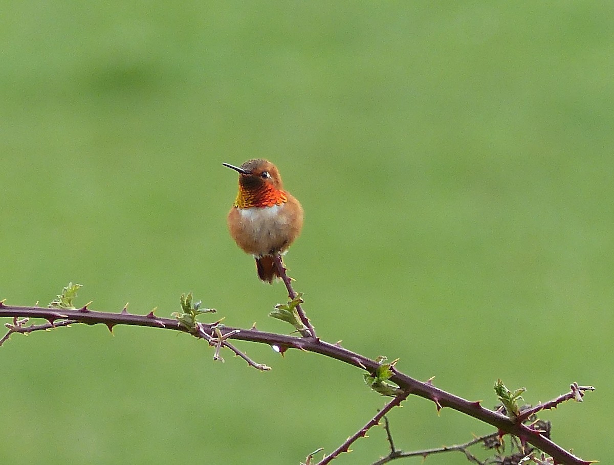 Rufous Hummingbird - ML93676851