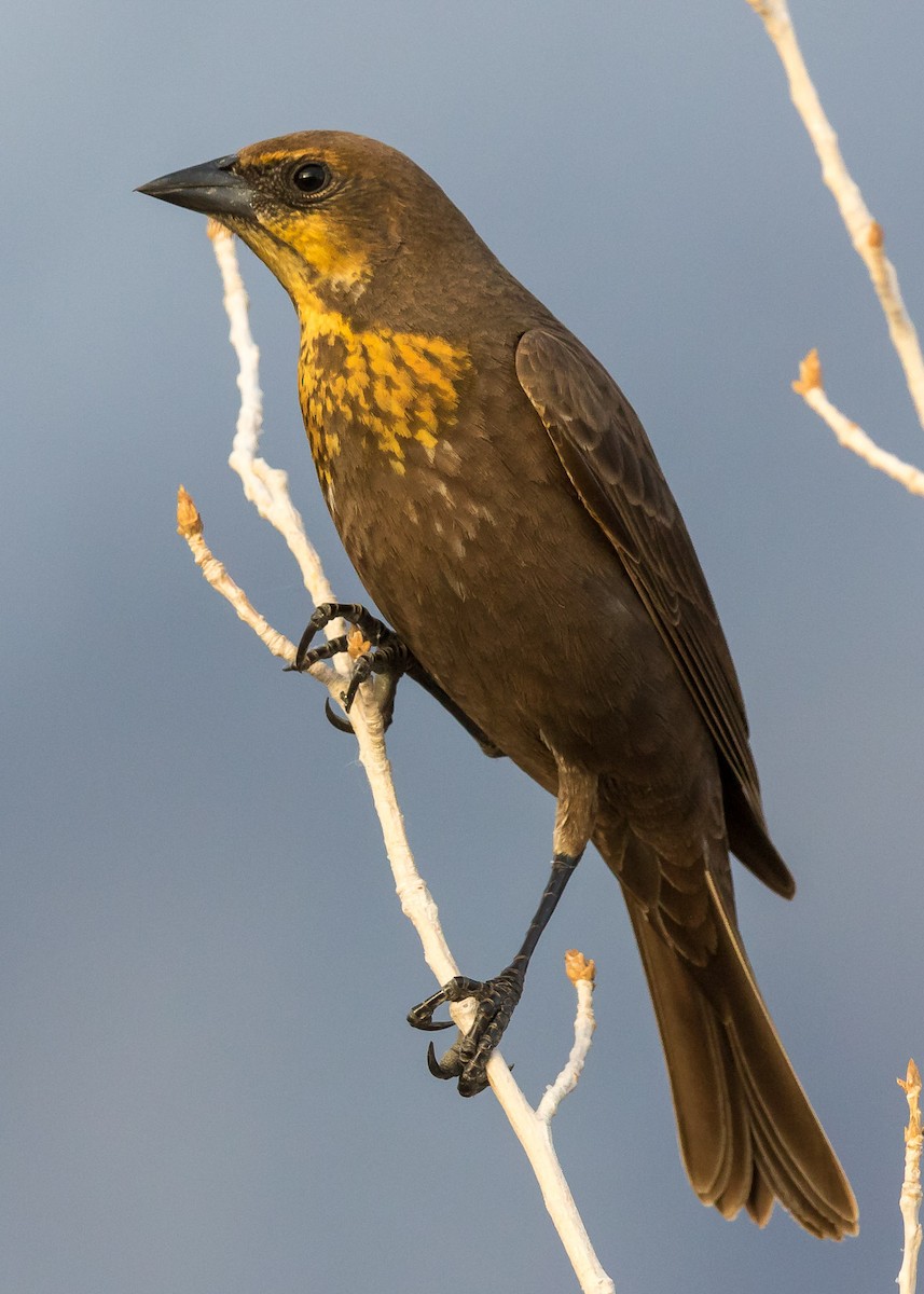 Yellow-headed Blackbird - Jeff Bray